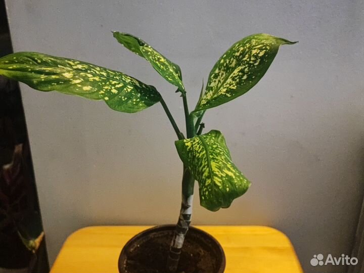 Диффенбахия