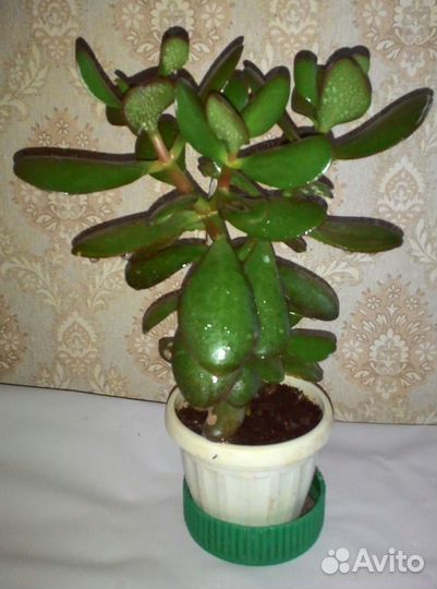 Цветы комнатные