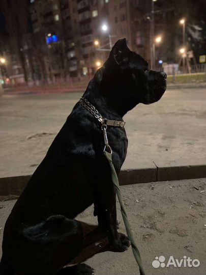 Кобель вязка кане Корсо