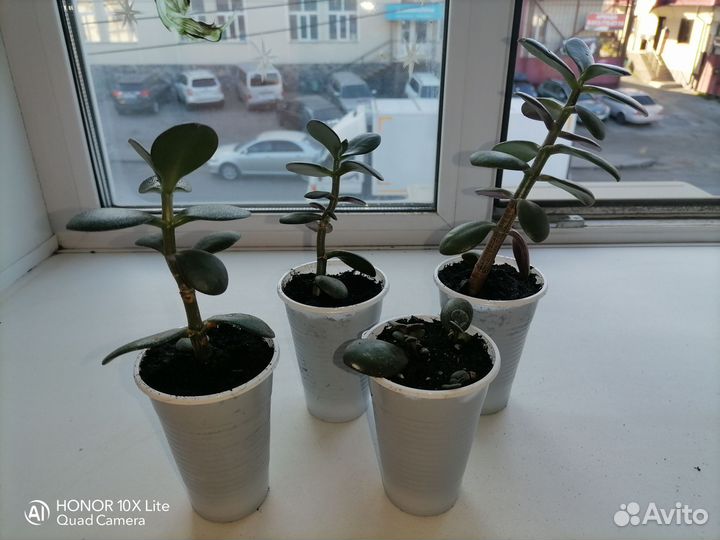 Крассула овата, денежное дерево, толстянка