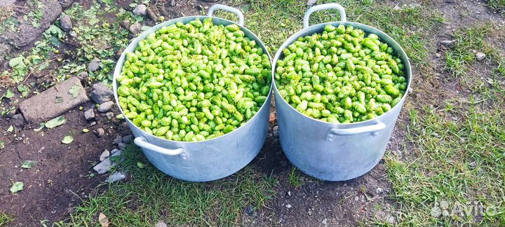 Хмель шишковой Cascade для пивоварения