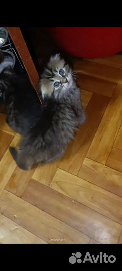 Вислоухие котята