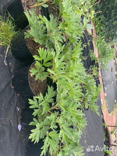 Пион Бартзелла