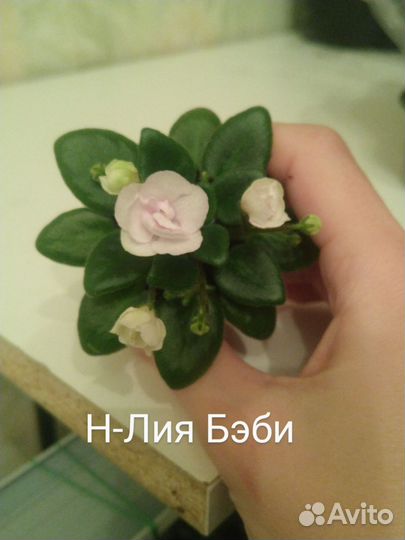 Фиалки сортовые