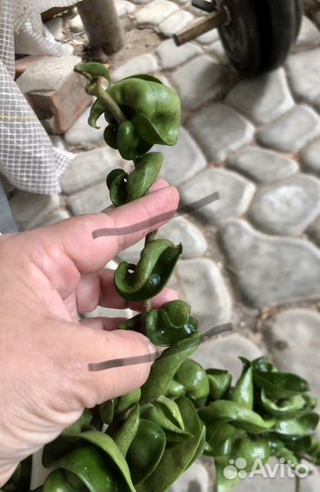 Продам хойи