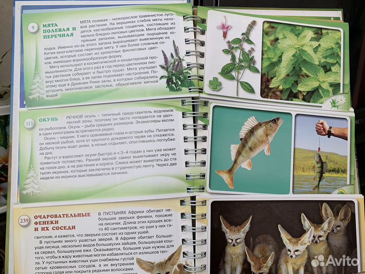 Энциклопедия для детей