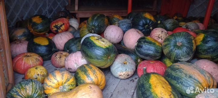 Картофель на корм скоту