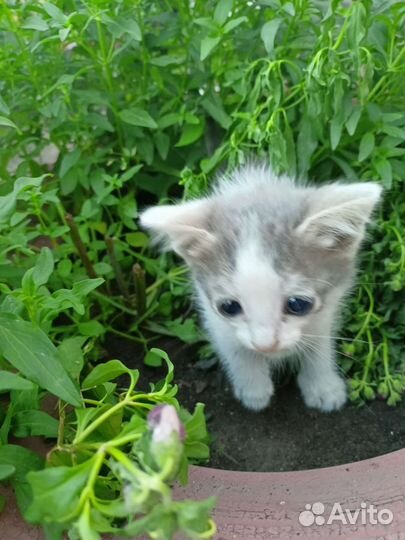 Котята отдам бесплатно
