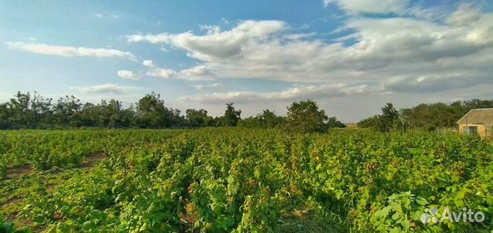 Малина Оптом