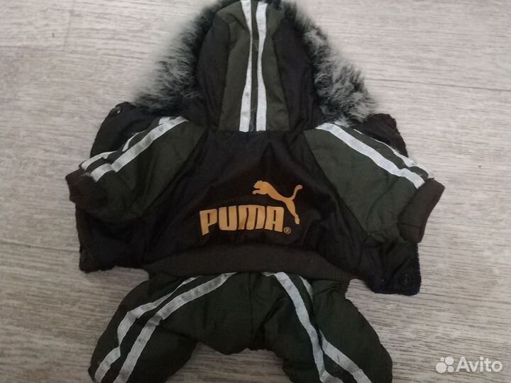 Одежда для собак