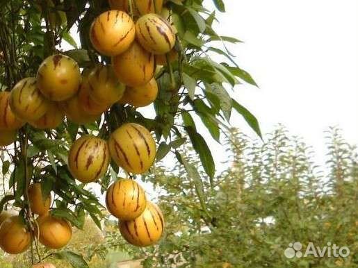 Пепино или дынная груша(черенков мало )