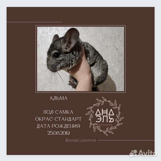 Шиншилла стандарт девочка