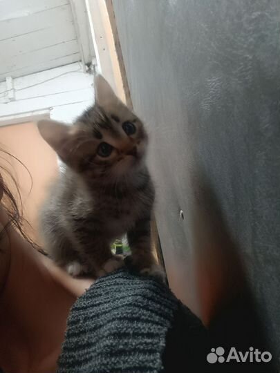 Котята бесплатно