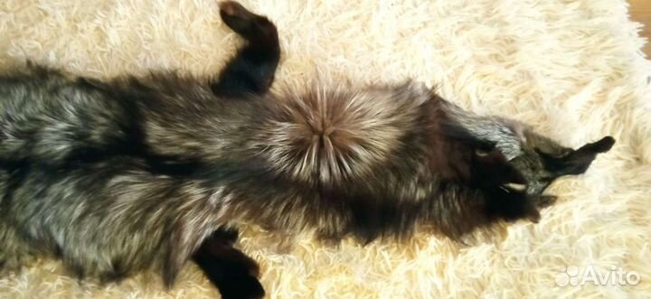 Шкурка Чернобурки