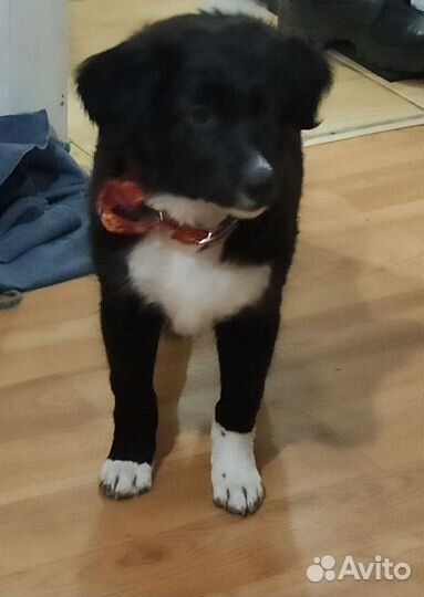 Щенок в добрые руки отдам бесплатно