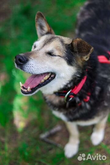 Взрослый Сэм очень ждёт семью