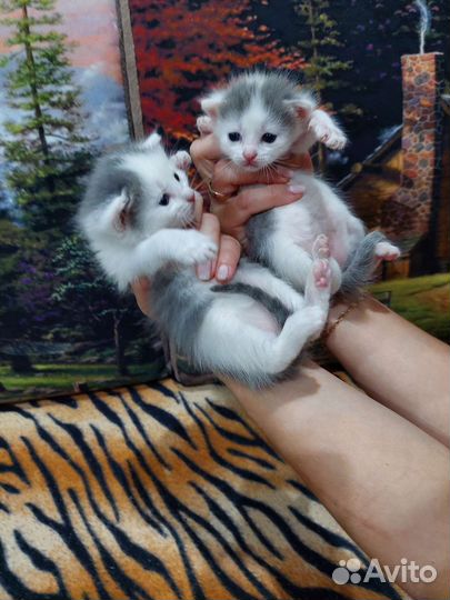 Котята отдам в добрые руки бесплатно