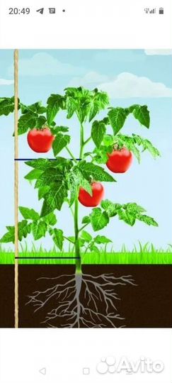 Колышки для помидора