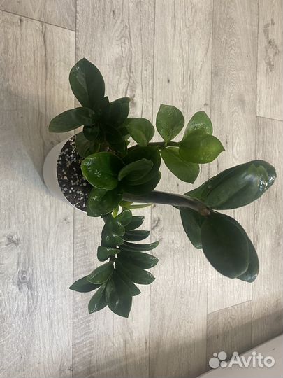 Замиокулькас зензи