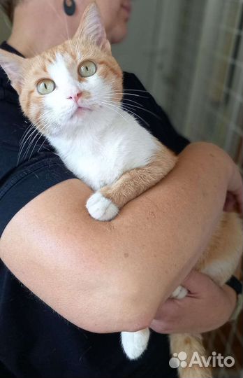 Котик в дар