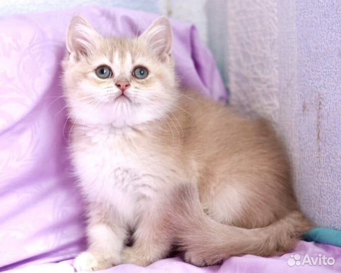 Лиловое золото мальчик