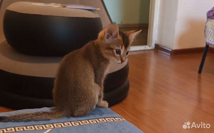 Абиссинская кошка