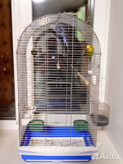 Волнистый попугай