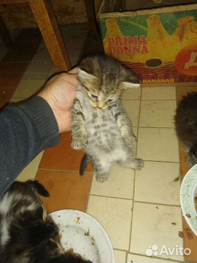 Котята в добрые руки бесплатно