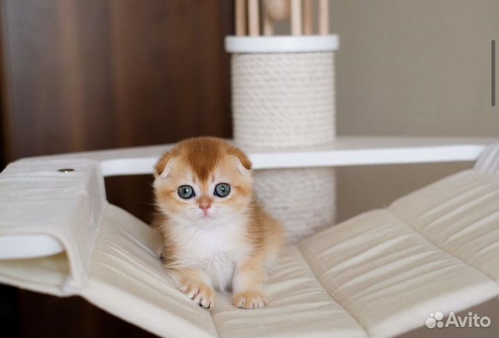 Золотые котята