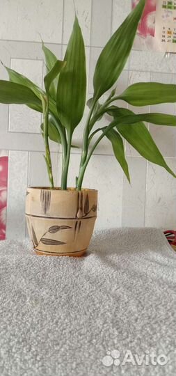 Драцена бамбук