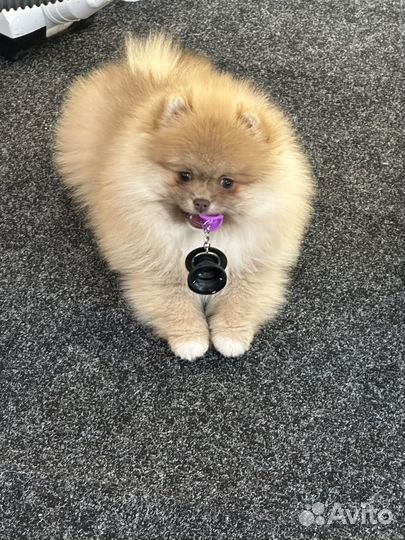 Померанский шпиц девочка