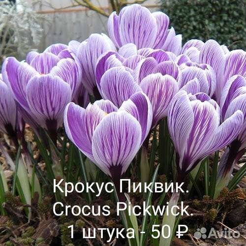 Луковицы крокусов. Крокусы