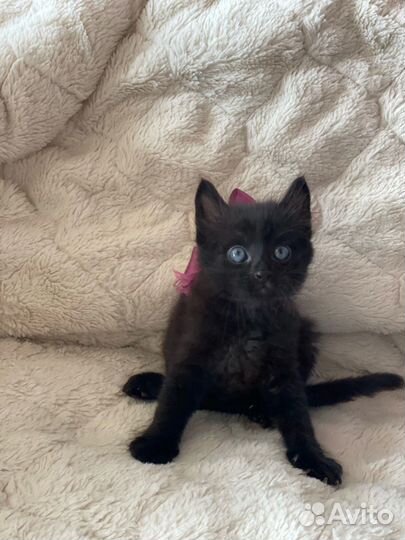 Чёрный Кот/ котёнок