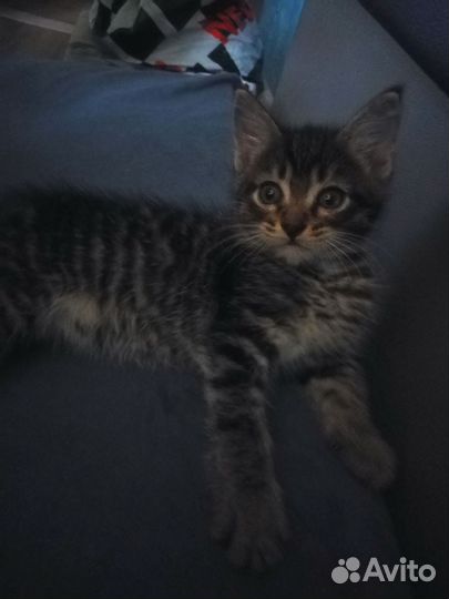 Котёнок мейн-кун в добрые руки