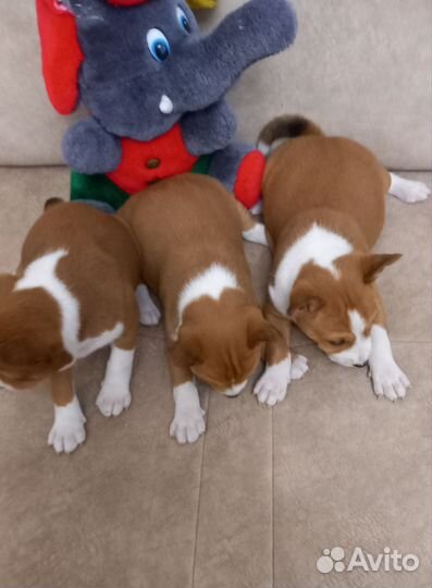 Басенджи, девочки И мальчики