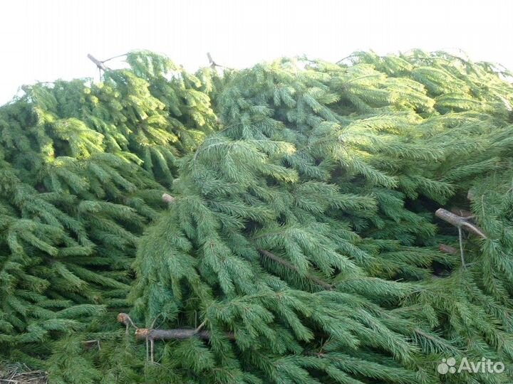 Сосна Оптом