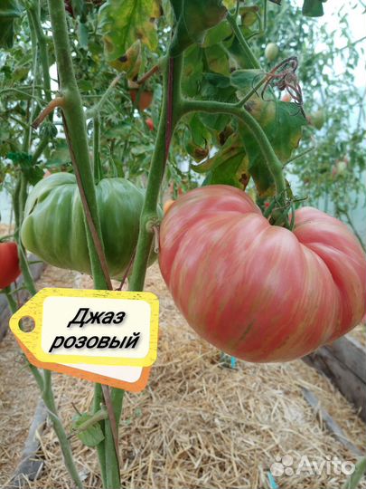 Семена томатов