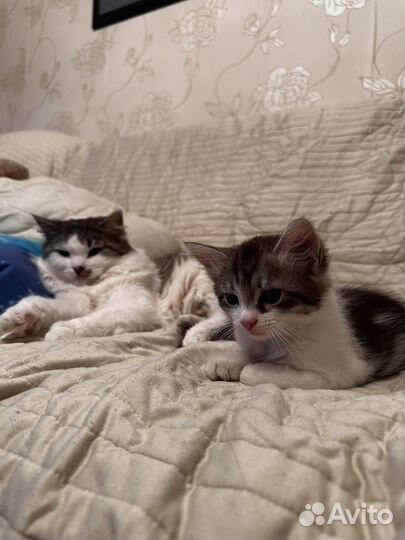 Котенок в добрые руки