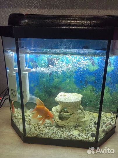 Аквариум с рыбками