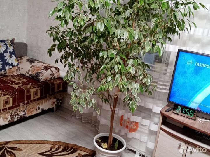 Фикус бенджамина пестролистный