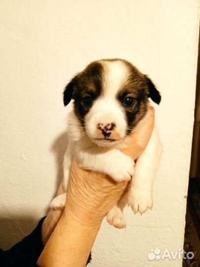 Отдам щенков от маленькой собачки мальчики