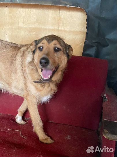 Отдаю пёсика Лаврика в дар