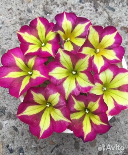 Петуния surfinia star yellow черенок