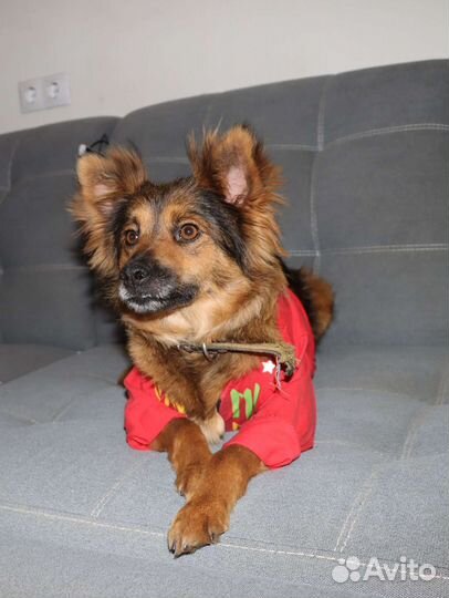 Собака в квартиру, небольшая