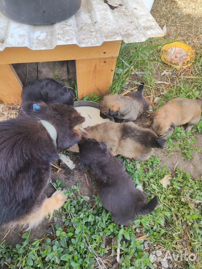 Собаки бесплатно в добрые руки щенки
