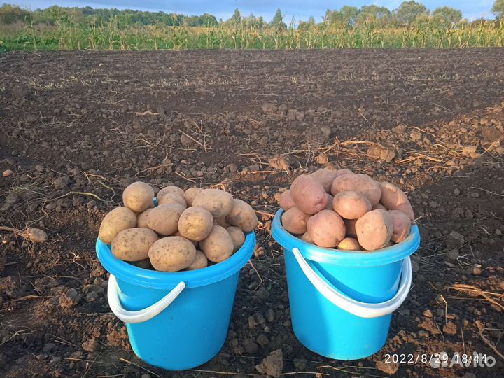 Продам картофель