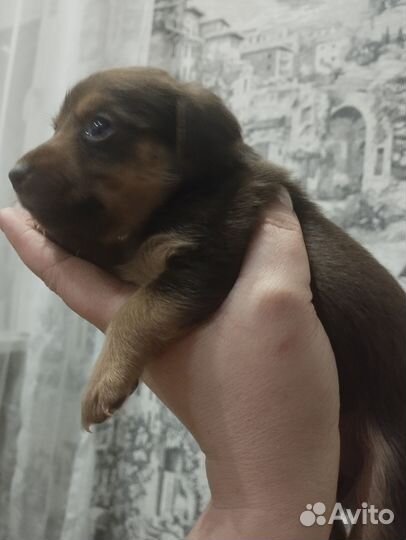 В Новый Год с верным другом