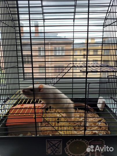 Крыса девочка