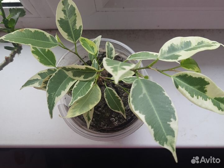 Комнатные цветы