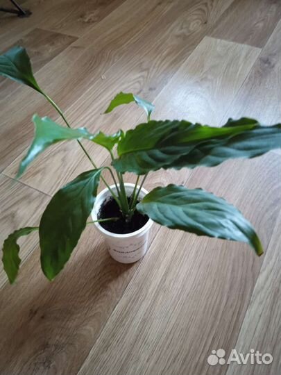 Спатифиллум